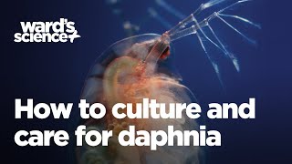 Caring and Culturing for Daphnia [upl. by Amsed]