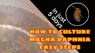 How to Culture Magna Daphnia Easily [upl. by Siekram]