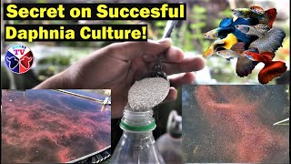 How to Culture Daphnia Successfully [upl. by Falzetta937]