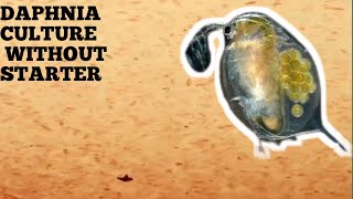 HOW TO CULTURE DAPHNIA NATURALLY WITHOUT A STARTER [upl. by Tarfe]