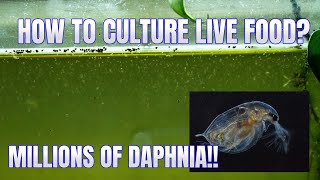 How to Culture Daphnia Secret Method to Breed MILLIONS  Simply Aquatic [upl. by Eilis163]