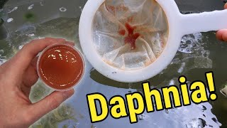 How I Culture Daphnia In Outdoor Tubs [upl. by Melanie]