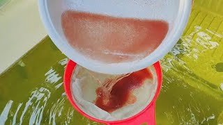 How to culture daphnia  Daphnia culture  How to grow daphnia outdoor [upl. by Ianthe320]