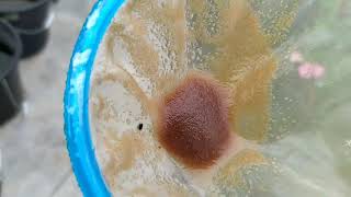 How to culture daphnia moina in a small container Part 1 English Subtitle [upl. by Agostino122]