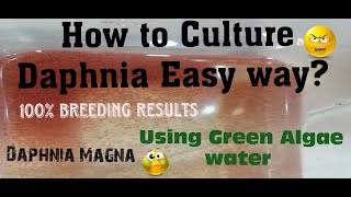 Daphnia MagnaHow to Culture Daphnia Easy wayCulturing Daphnia using Green water Daphnia [upl. by Egamlat]