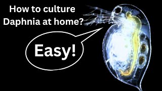 BEST Live Fish Food Beginner guide How to Culture Daphnia at home [upl. by Ahsekyt]