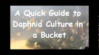 How to culture daphnia outside [upl. by Leunamme578]