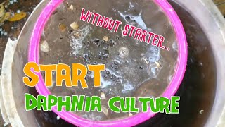 How to culture daphnia moina the easy way 1  Starting the Daphnia culture [upl. by Kuehn]