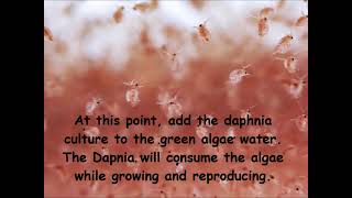 Daphnia  How to grow daphnia in your home [upl. by Cleodel]