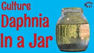 How to Culture Daphnia in a Jar [upl. by Benenson]