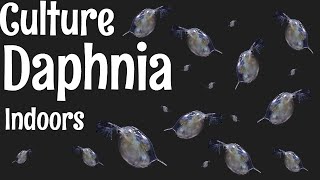 How to Culture Daphnia [upl. by Lise]