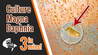 How to culture DAPHNIA MAGNA  The easy way [upl. by Cyrus]