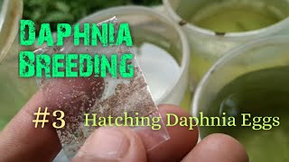 Daphnia Culture made simple and easy 3  Hatching Daphnia eggs [upl. by Mccourt]