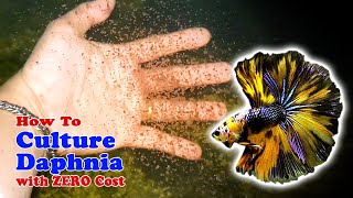 How to Culture Daphnia with ZERO Cost  Unlimited Live Food For Our Fish [upl. by Alegnat248]