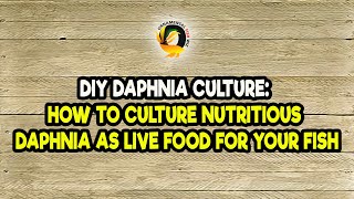 DIY Daphnia Culture How to Culture Nutritious Daphnia as Live Food for Your Fish [upl. by Eatnad]