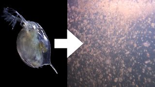 How I Culture Daphnia [upl. by Tom244]