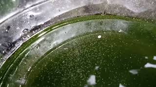 DAPHNIA MOINA CULTURE IN A SMALL BUCKET [upl. by Ahsekar]