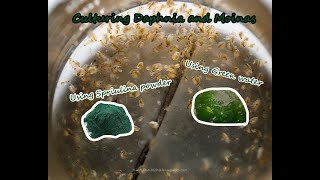 How To Culture Daphnia and Moinas using Green Water Spirulina powder [upl. by Favata]