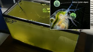 Raising Daphnia for the Freshwater Aquarium [upl. by Nongim398]