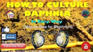 HOW TO CULTURE DAPHNIA In Easy Way [upl. by Gravante]